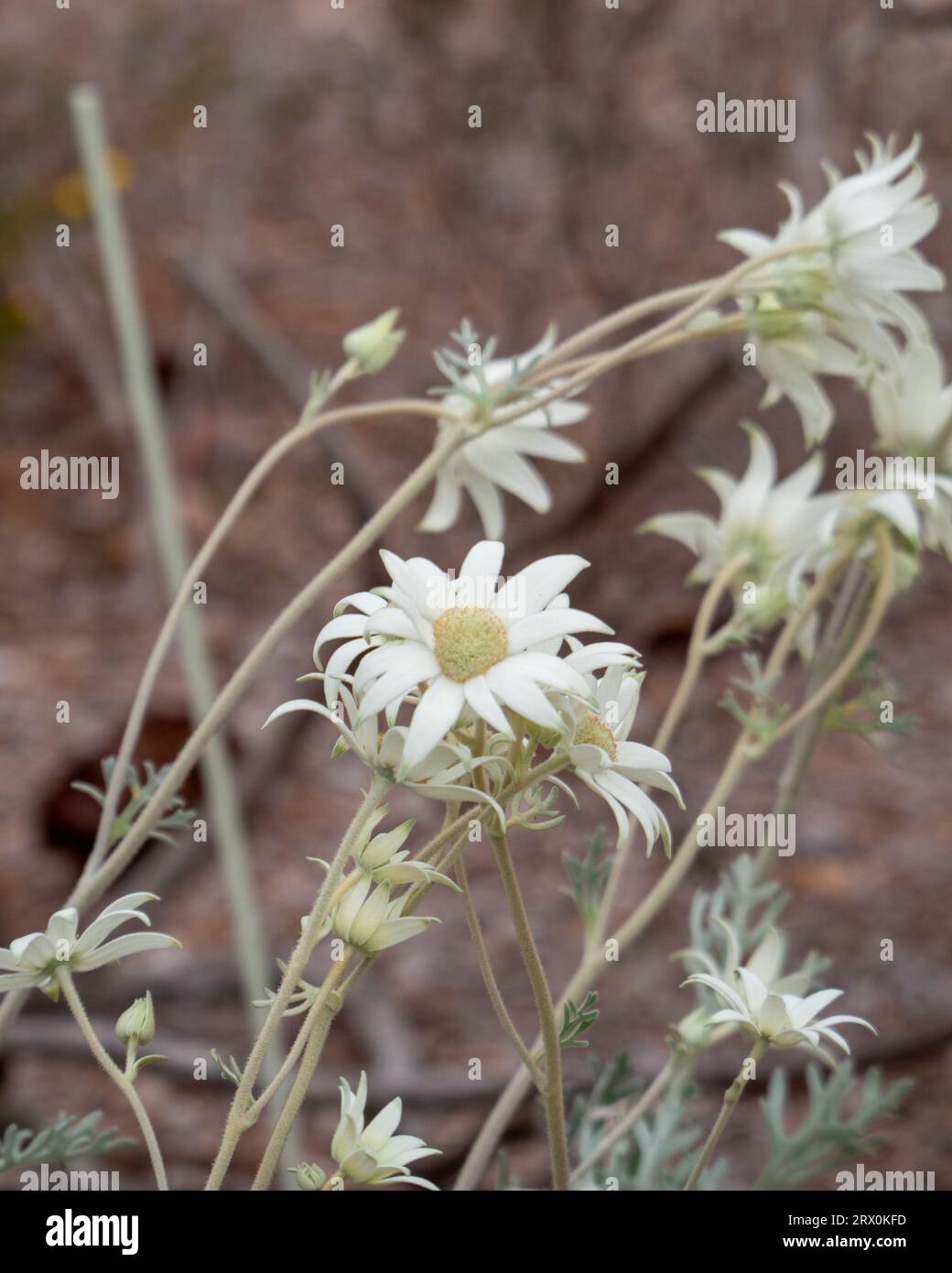 Creamy white Flannel Flowers, silvery grey stems blowing in the wind in an Australian garden Stock Photo