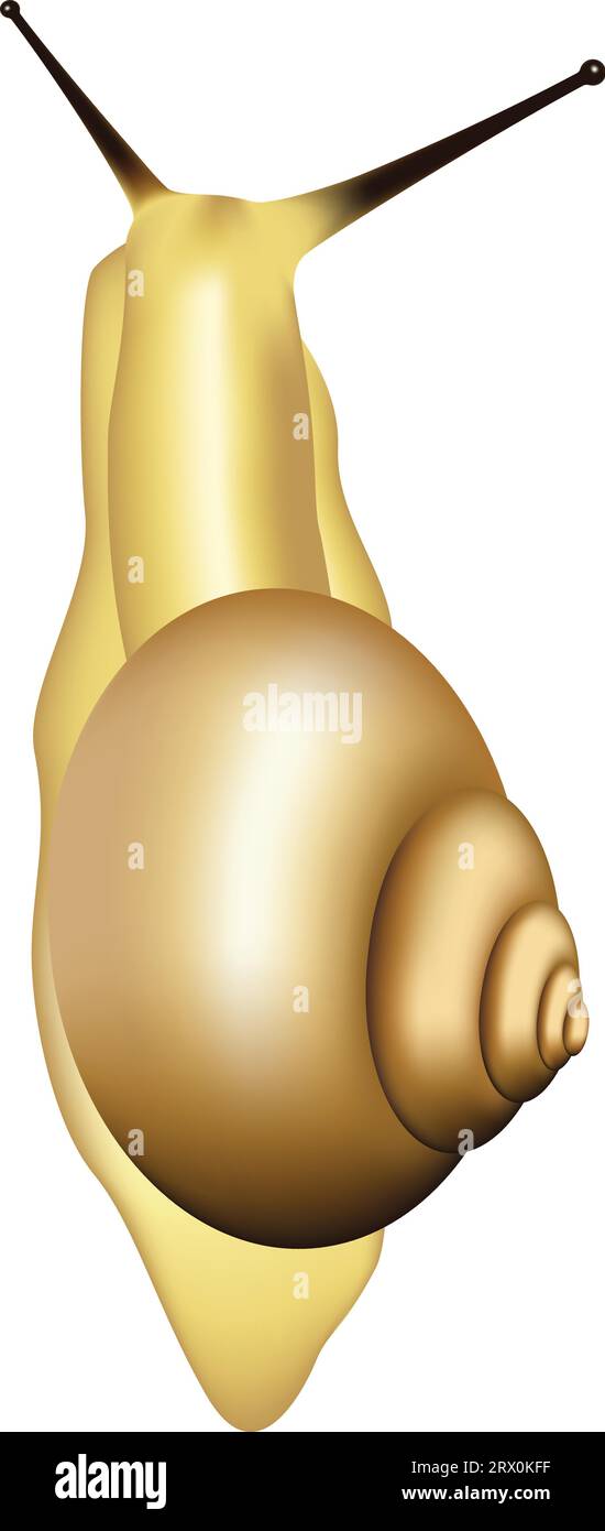 Layered vector illustration of Snail Stock Vector Image & Art - Alamy