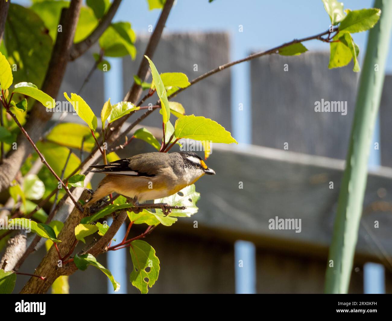 Striated Pardalote bird, small yellow black grey and white feathered Australian native birds