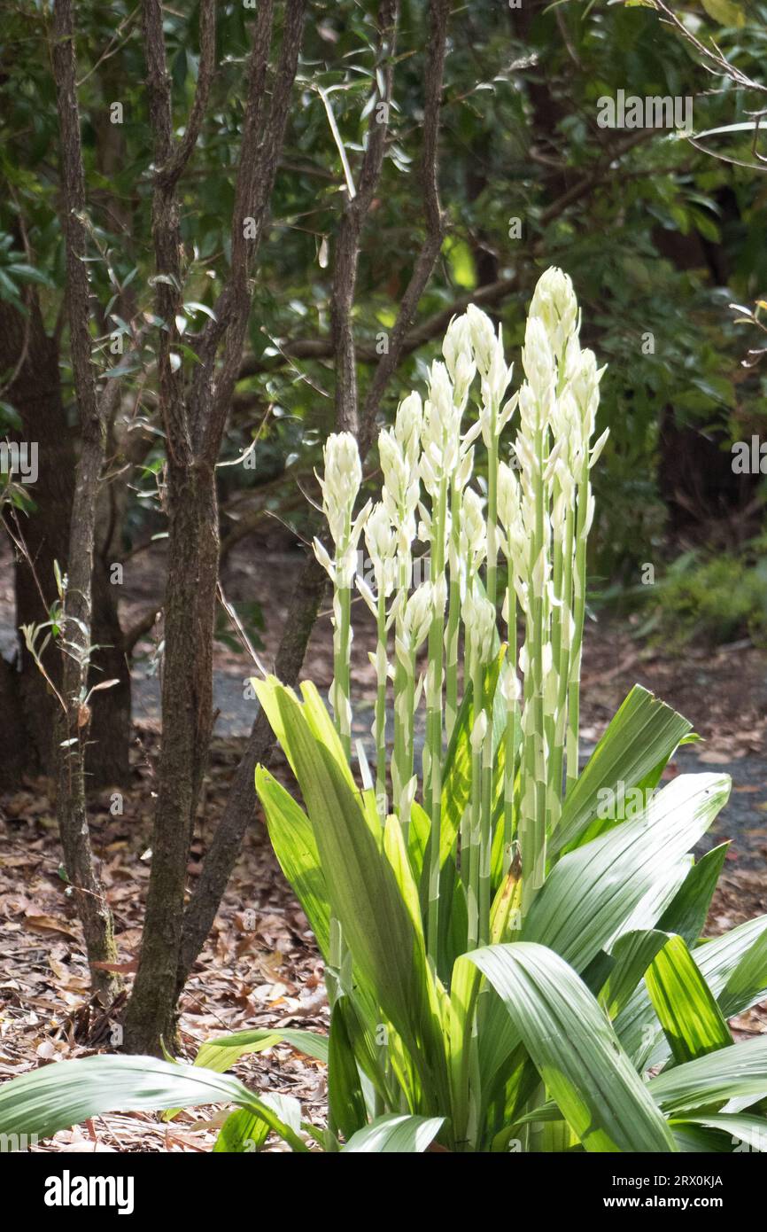 Swamp orchid plant, Phaius Tankervilleae, many tall green stems of glowing white sunlit buds, Australian coastal garden Stock Photo