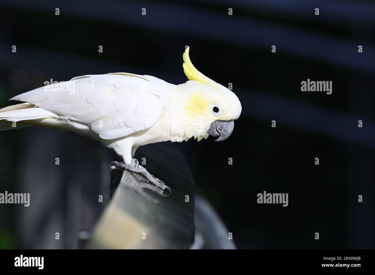 A close-up of a white medium sulphur-crested cockatoo (Eleonora cockatoo) Stock Photo
