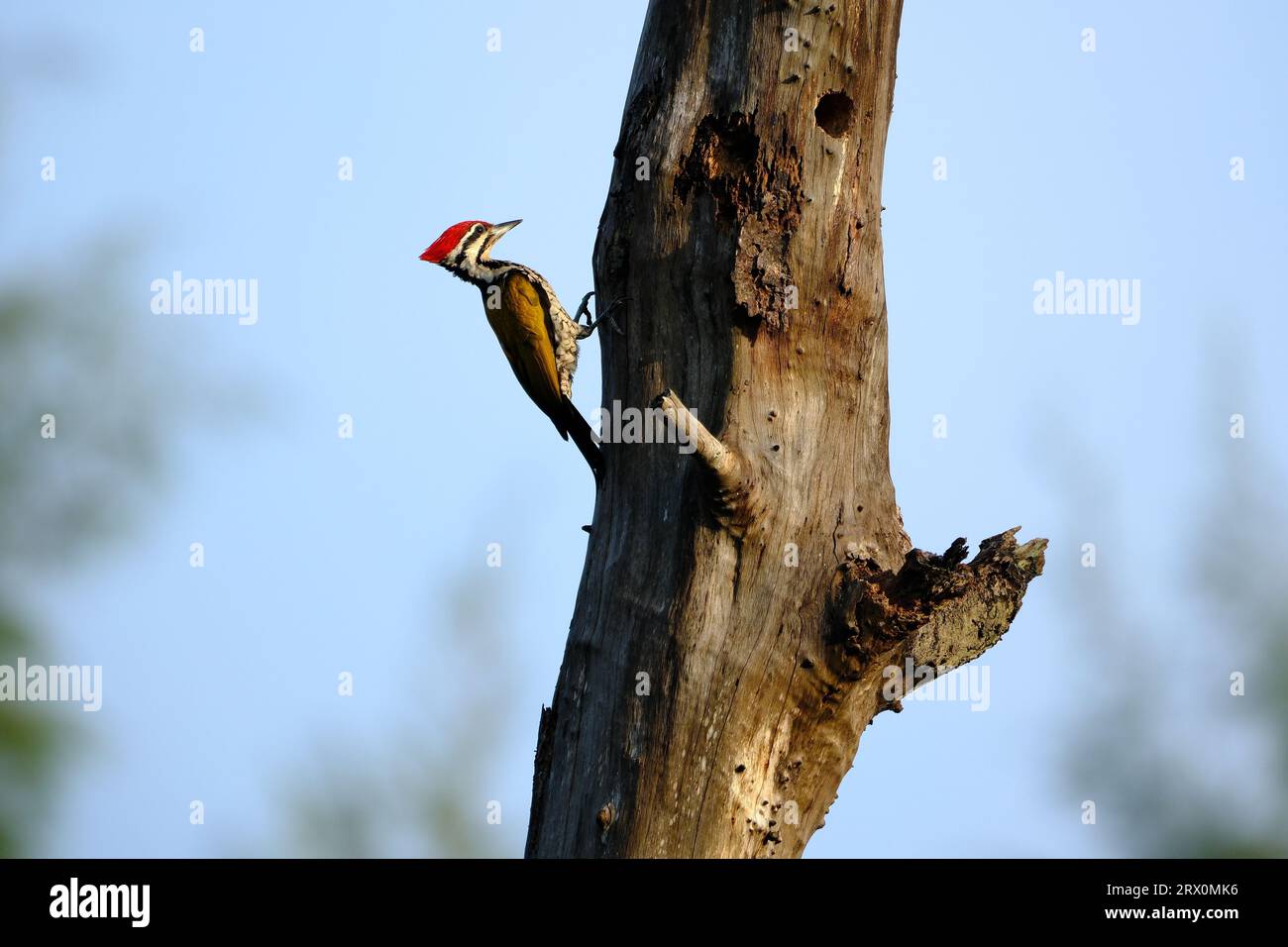 A beautiful brown olden-backed Indo-Malayan woodpecker (Dinopium javanense) perched on a tall tree Stock Photo