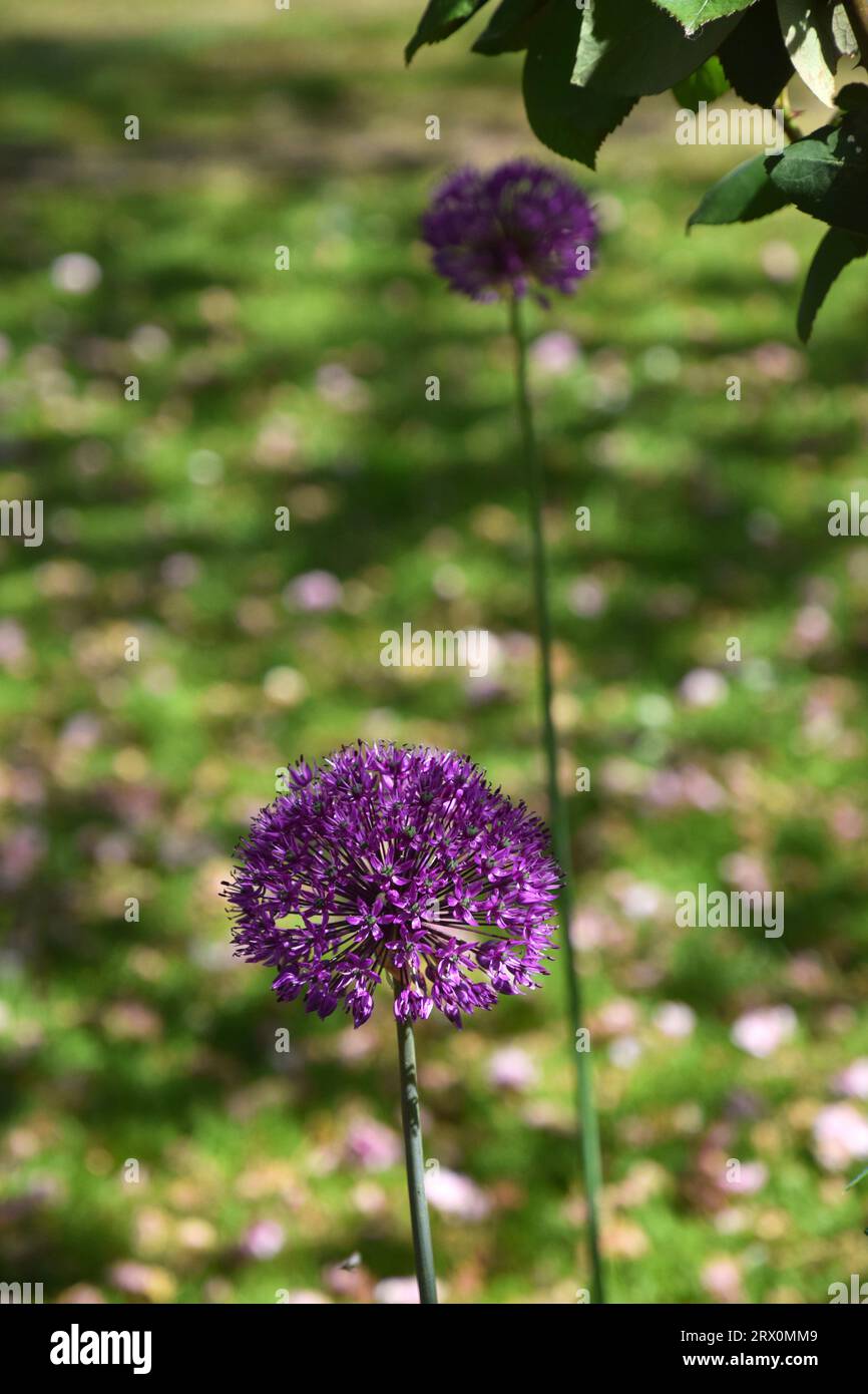 two purple allium flower heads Stock Photo