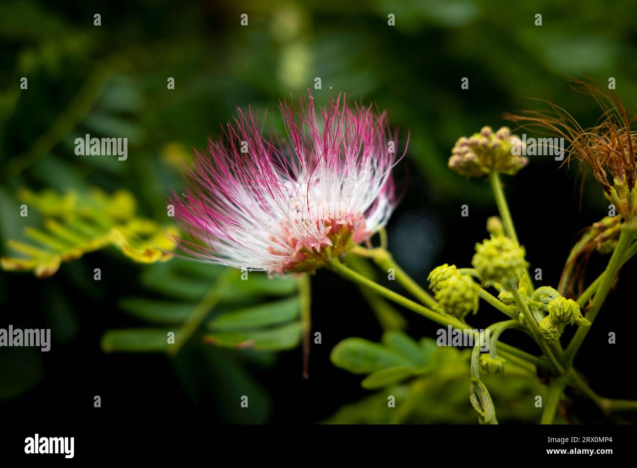 Pink flowers on blooming Albizia julibrissin plant. Pink bloom Persian silk tree, close up. Red pink silk tree flowers Stock Photo