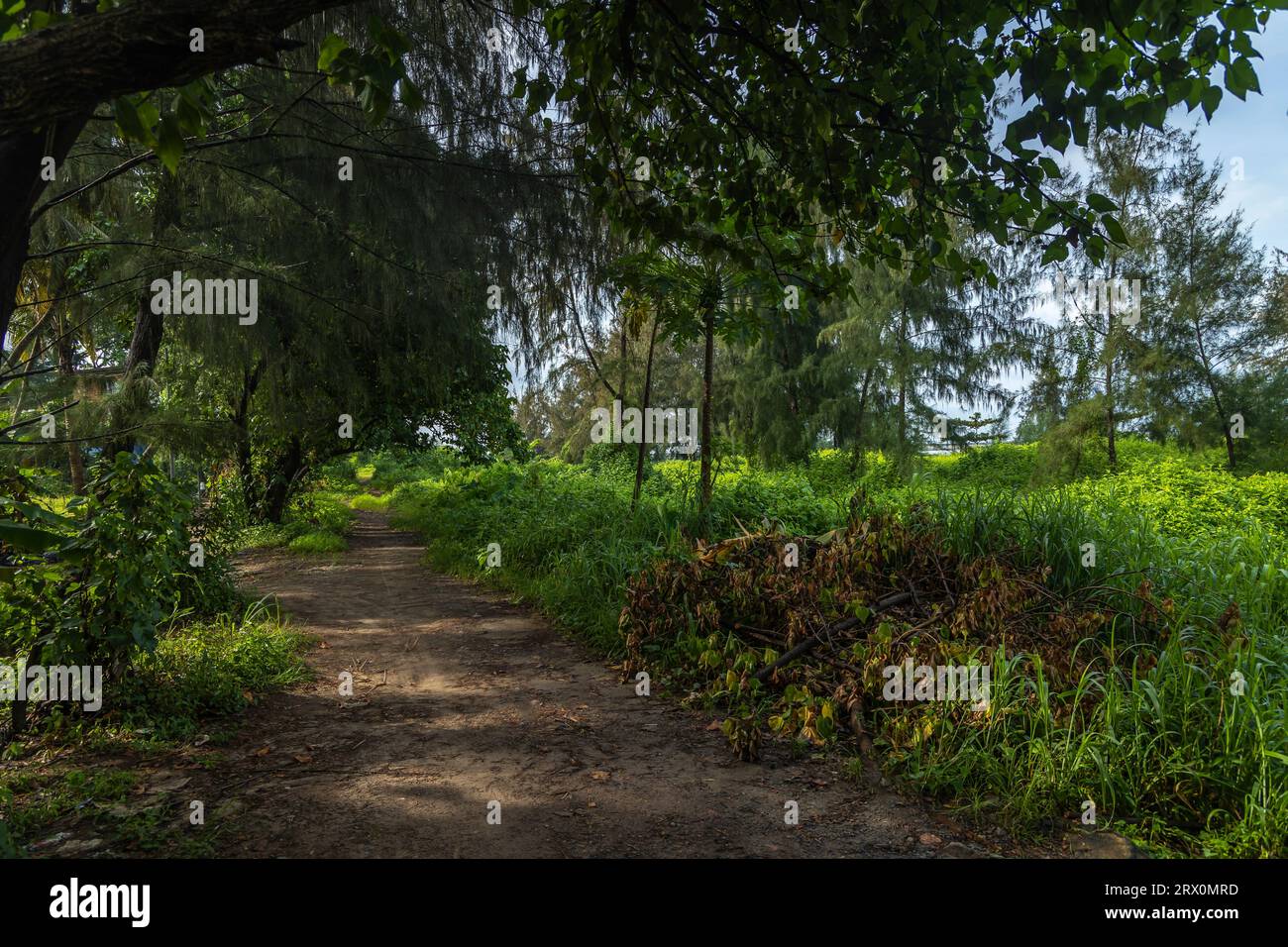Parks, gardens and walk way from Kerala Stock Photo Alamy