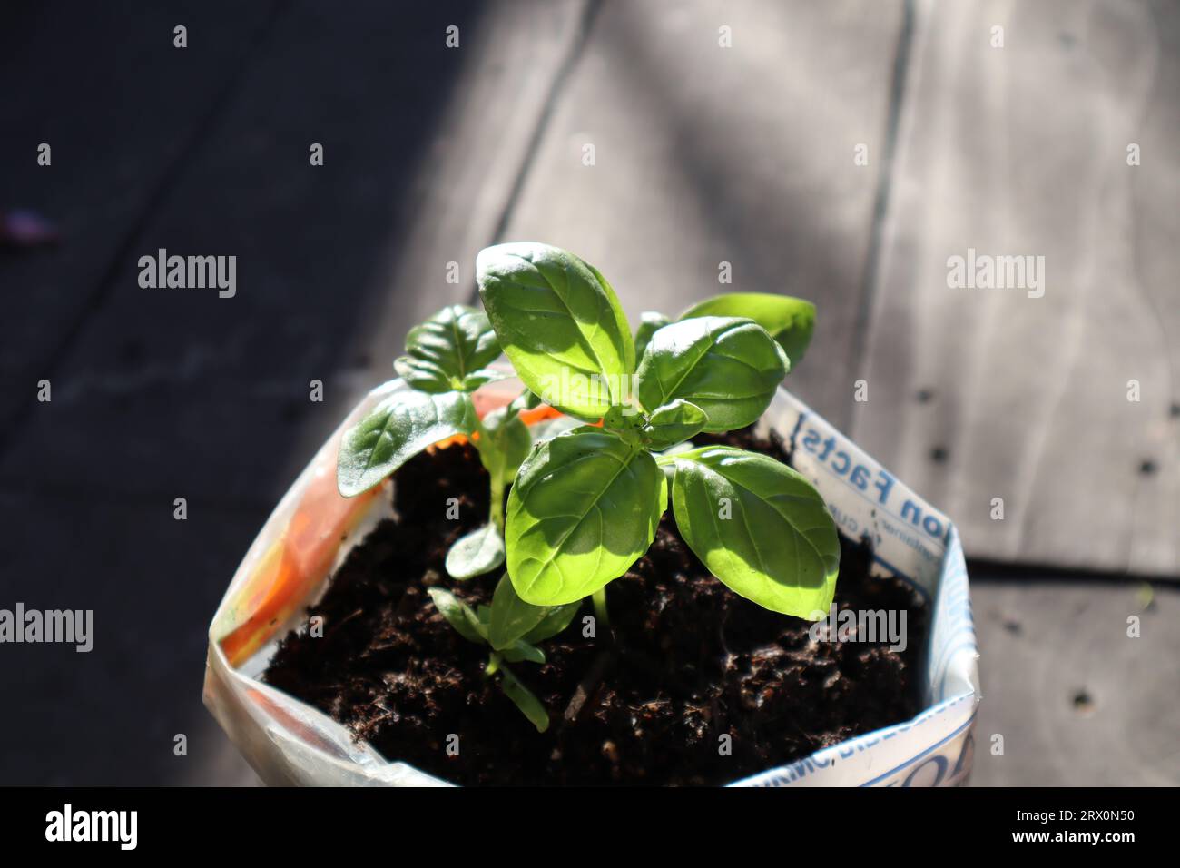 Basil plant seedlings growing in pot through sunlight. Potted plants. Basil seedlings in recycled plastic bag. Recycled, reusable, recycling concept. Stock Photo