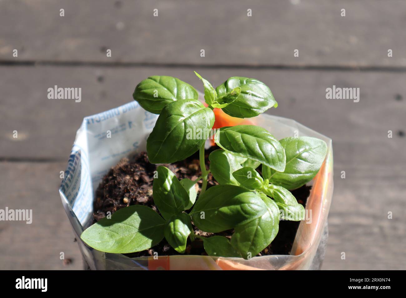 Basil plant seedlings growing in pot. Potted plants. Basil seedlings in recycled plastic bags. Recycled, reusable, recycling, zero waste concept. Stock Photo