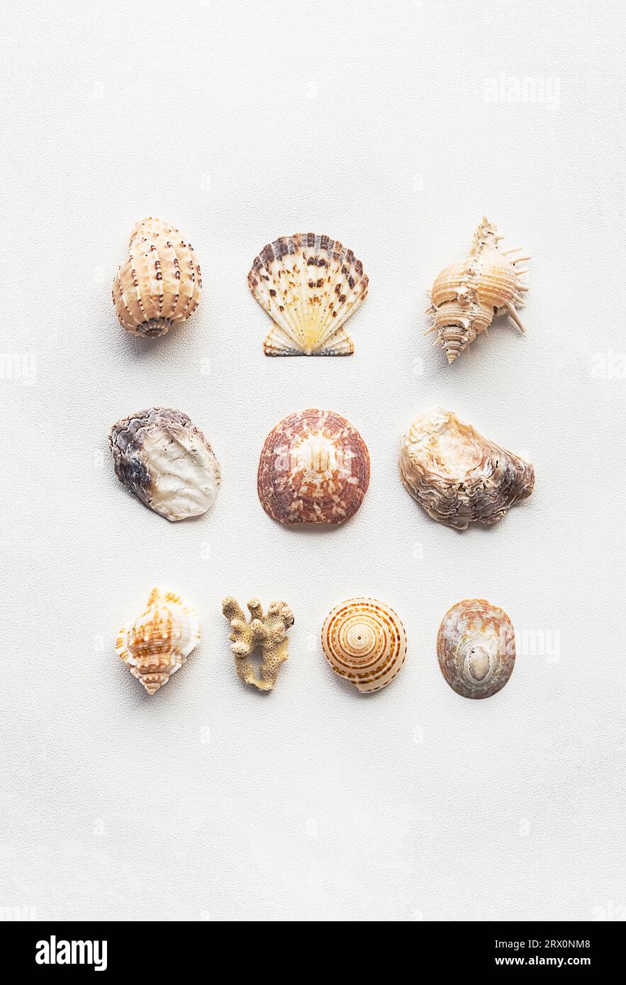 Sea shells marine aesthetic. Poster for modern interior Stock Photo - Alamy