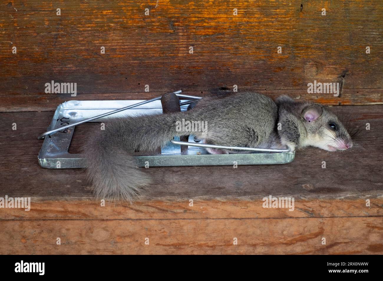 https://c8.alamy.com/comp/2RX0NWW/dead-european-edible-dormouse-glis-glis-caught-in-powerful-spring-rat-trap-mousetrap-2RX0NWW.jpg
