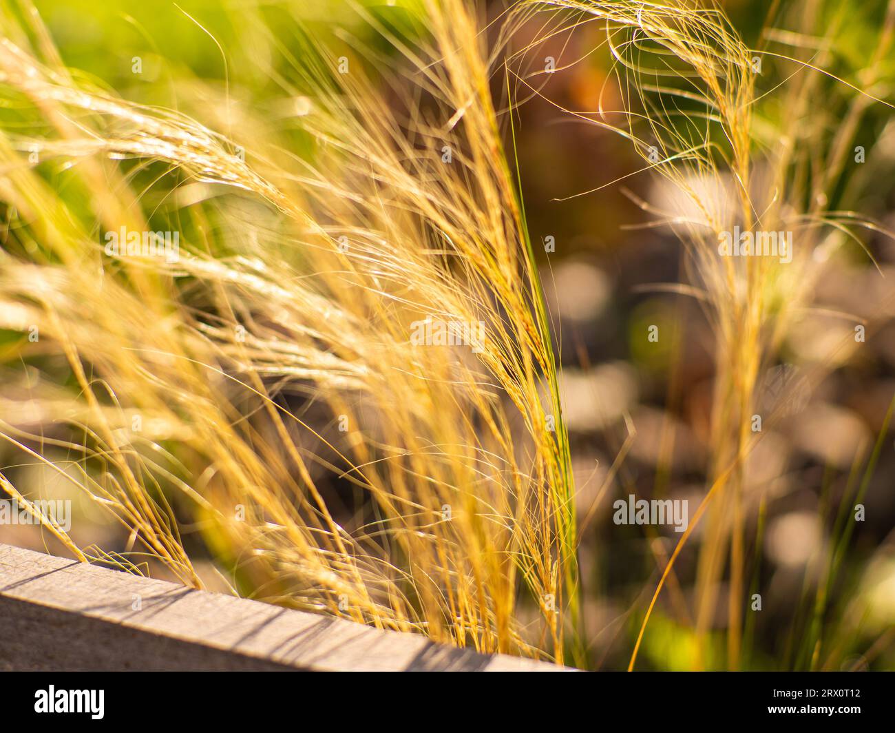 Close-up shot of the dried Mexican feather grass, Stipa tenuissima, Pony Tails Stock Photo