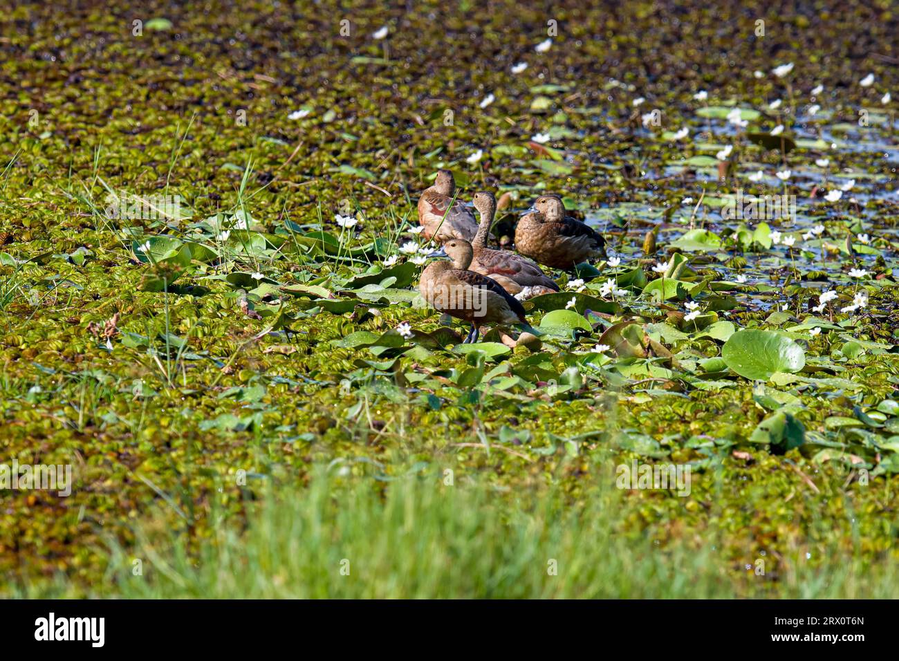 Tranquil Harmony: Lesser Whistling Ducks Gracefully Gather in a Calm Freshwater Pond Stock Photo