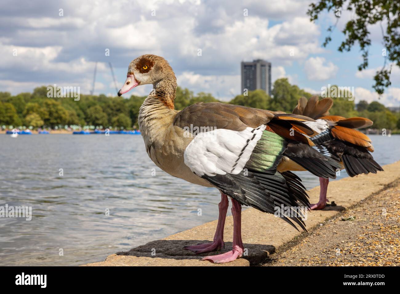 Wild goose near the Serpentine Lake in Hyde Park. London, England Stock Photo