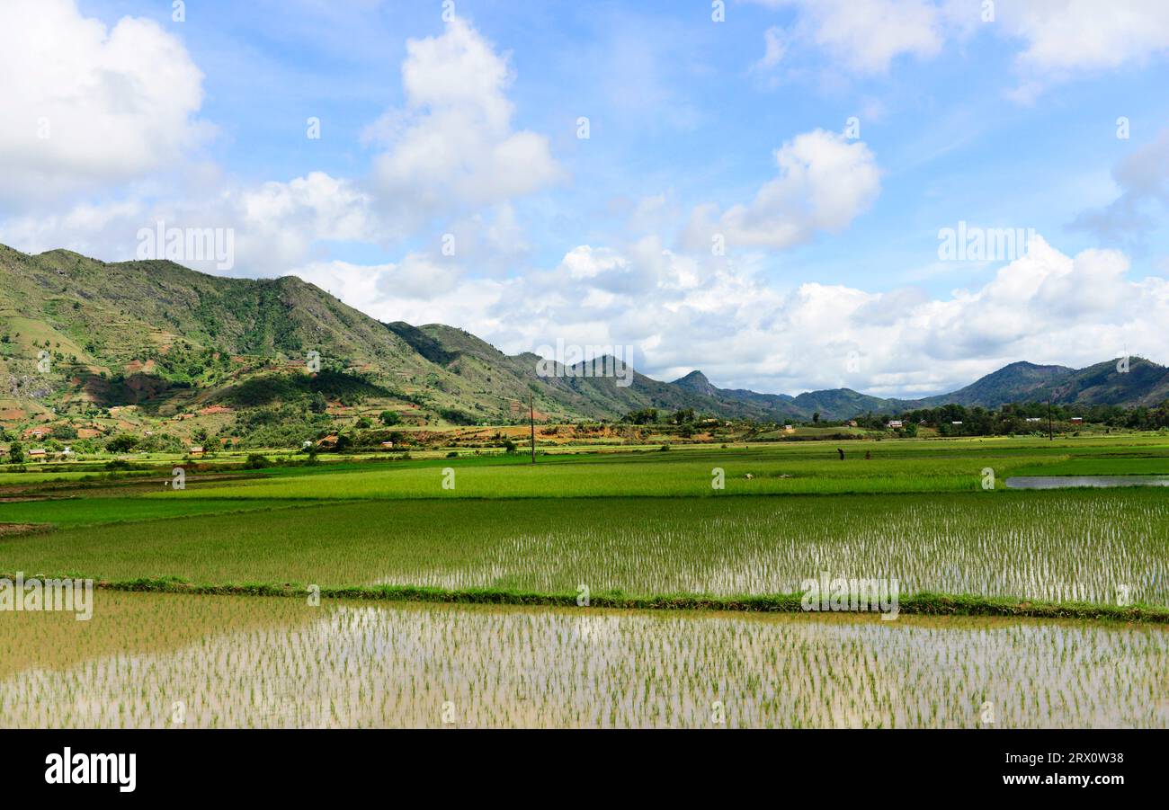 Paddy fields cultivation in Central East Madagascar. Stock Photo