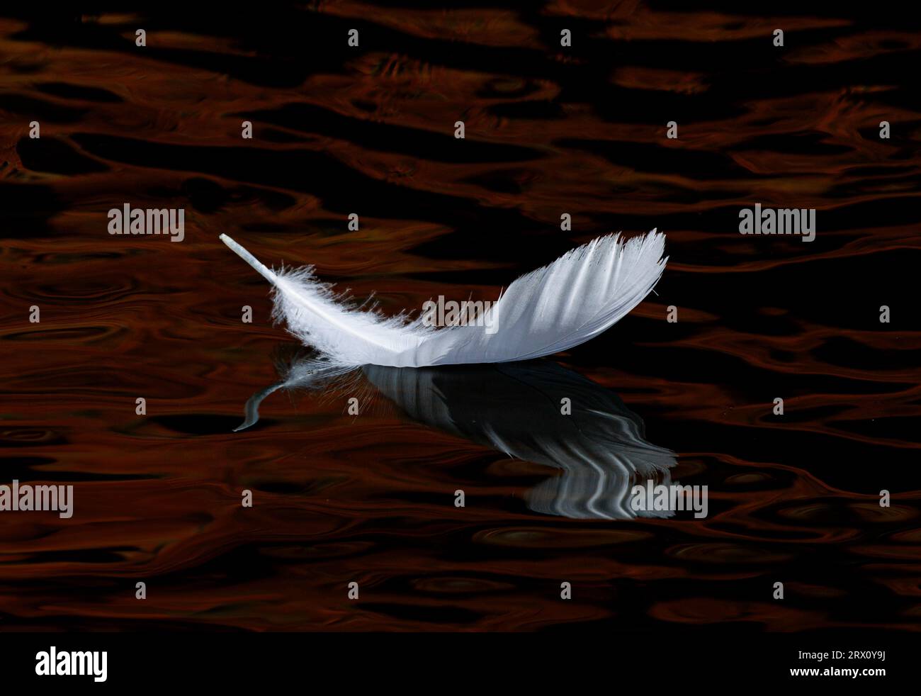 A white feather floating in a body of water with brown and black ...