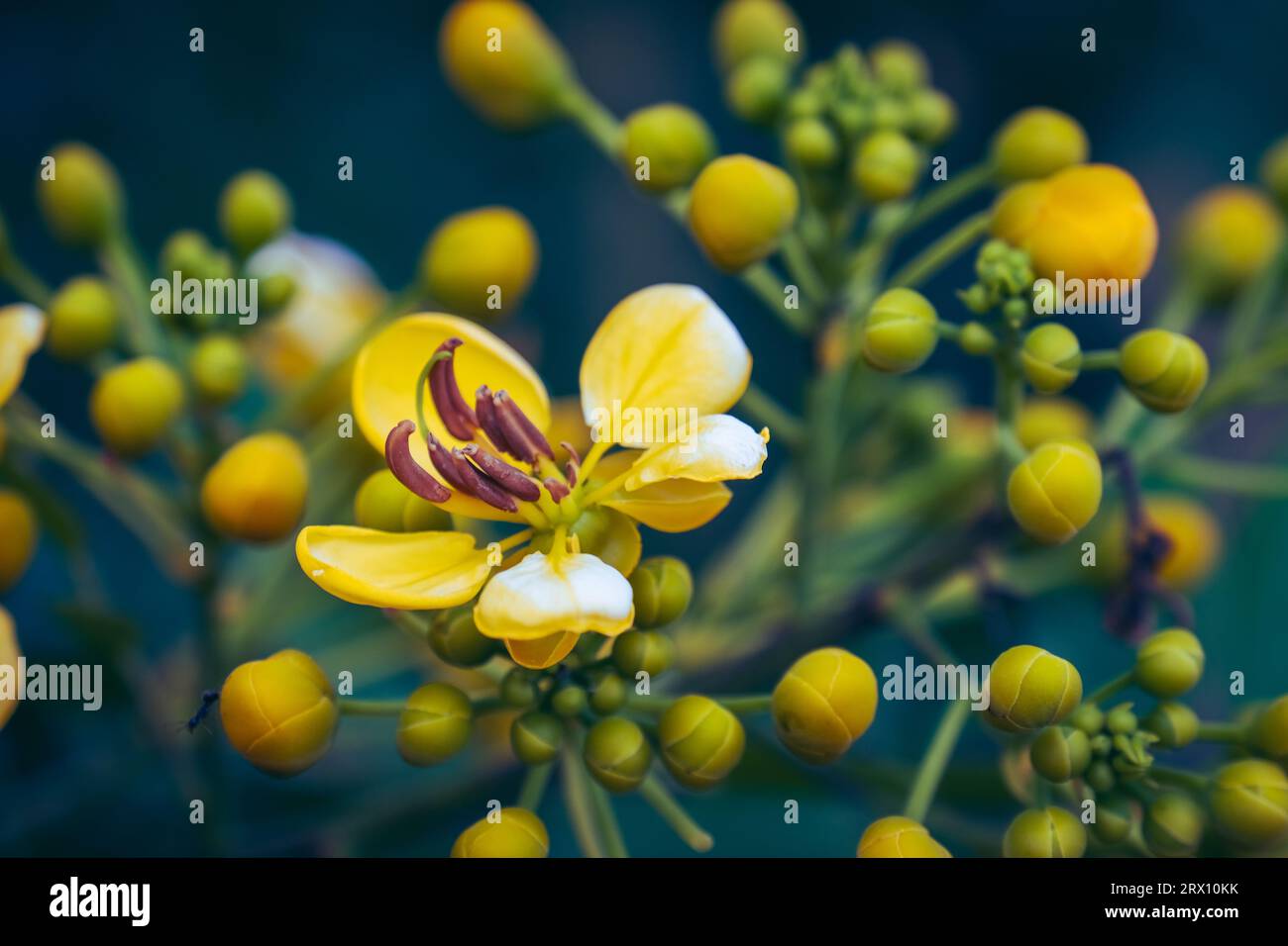 Close-up details of beautiful yellow flowers of the Cassia tree or Cassia garrettiana Craib, a type of tree that thrives in tropical environments Stock Photo