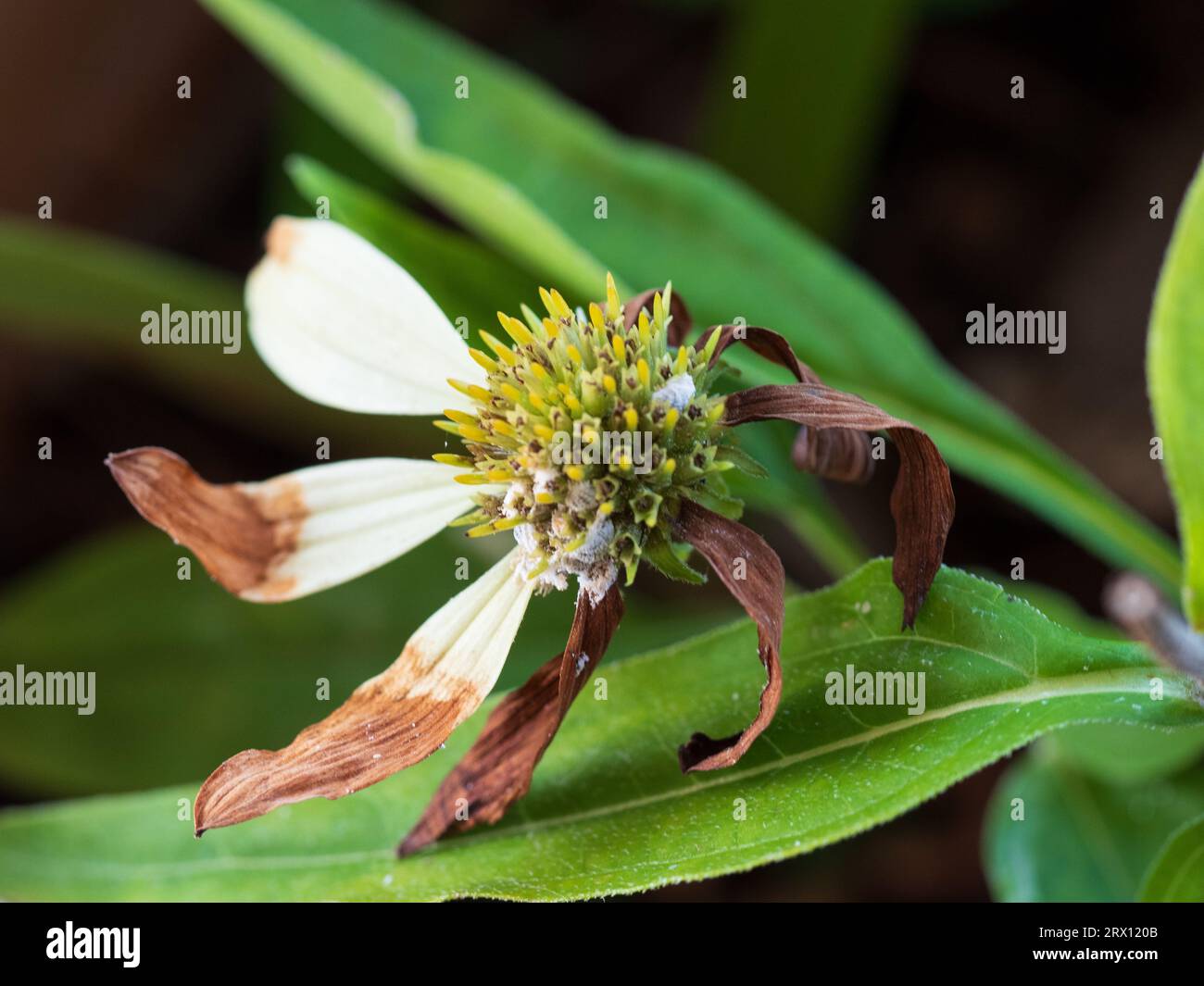 Cone flower dying with half its petals turning brown, shrivelling and ...
