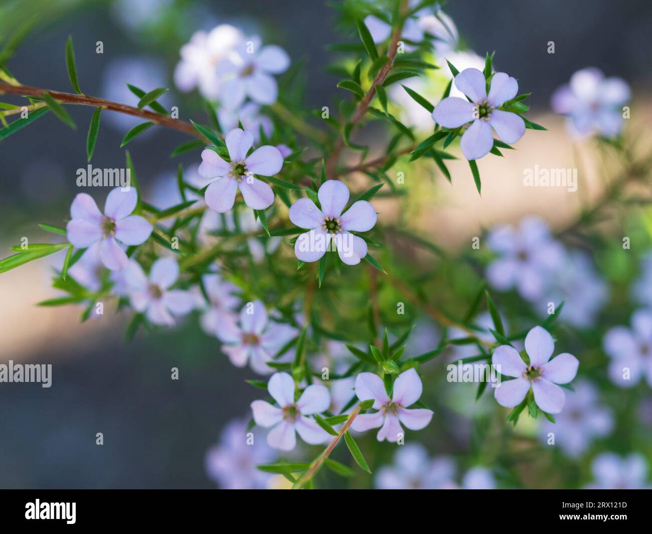 Pale pink Diosma flowers, Coleonema pulchellum, tiny fragrant blooms Stock Photo