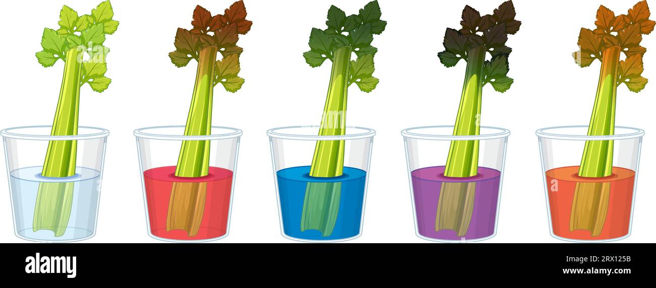 Illustration of a science experiment with celery changing colors Stock