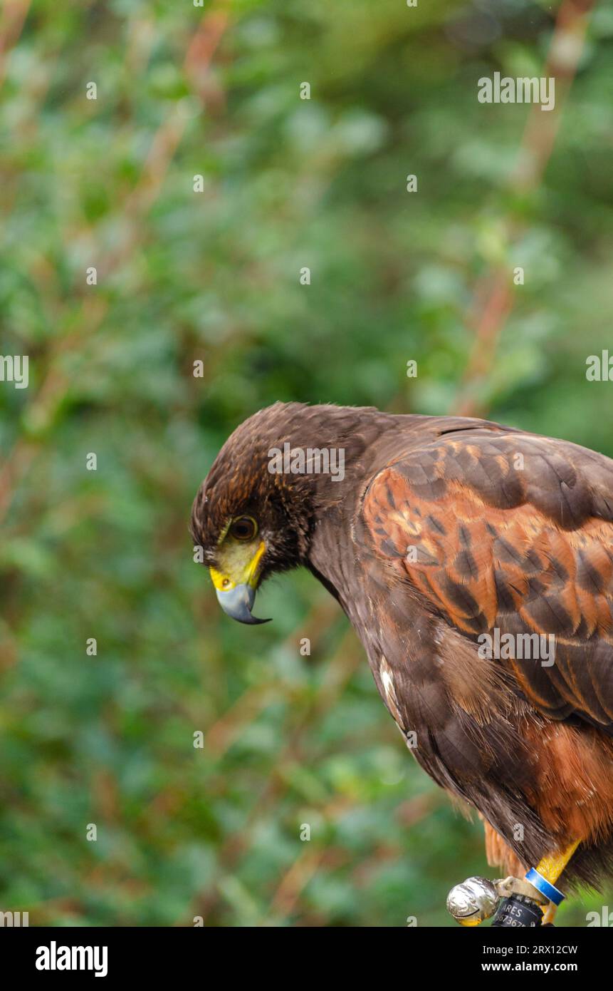 Close-up portrait of a Harris eagle . Bird of prey Stock Photo
