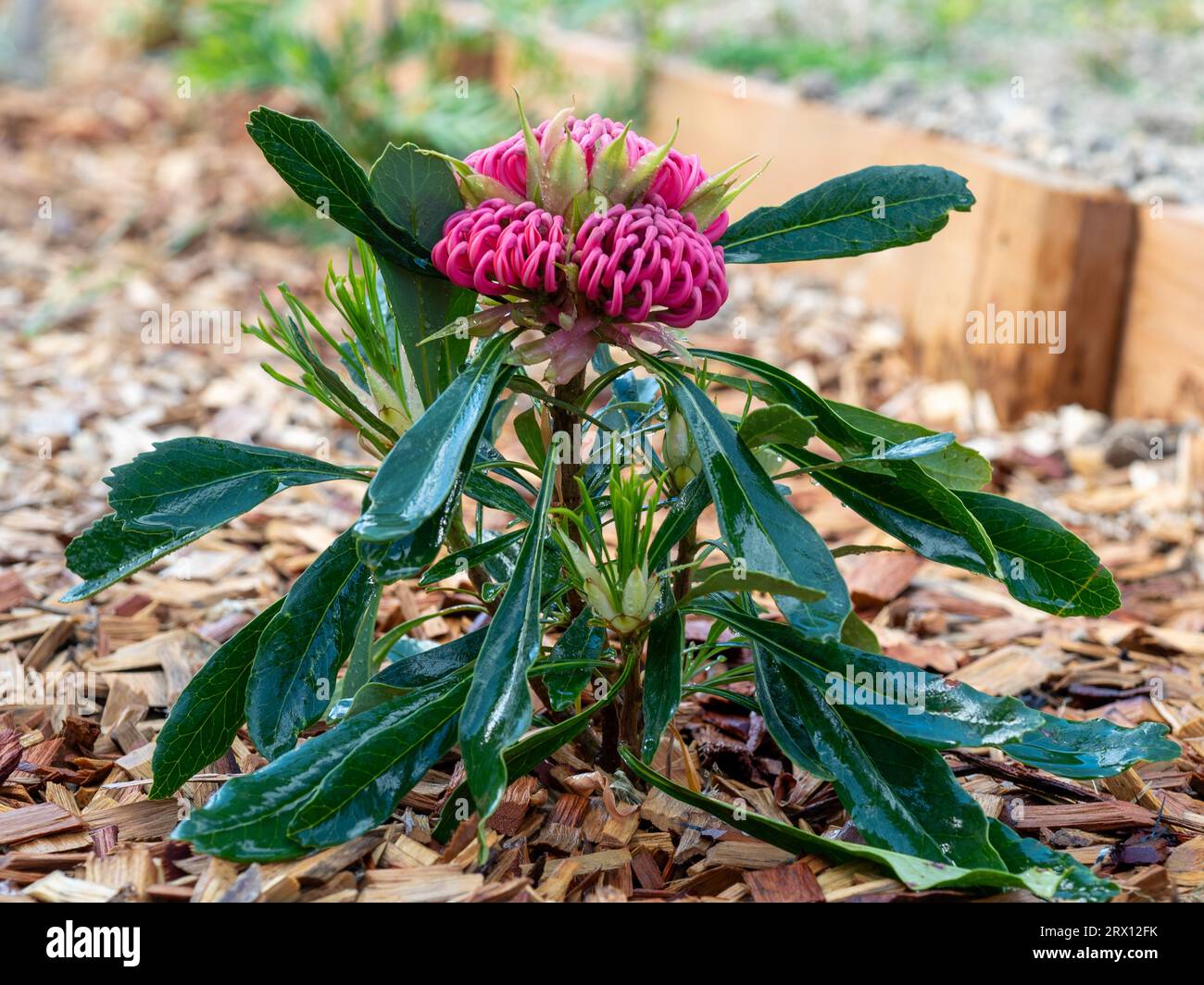Native waratah telopea flowers australia hires stock photography and
