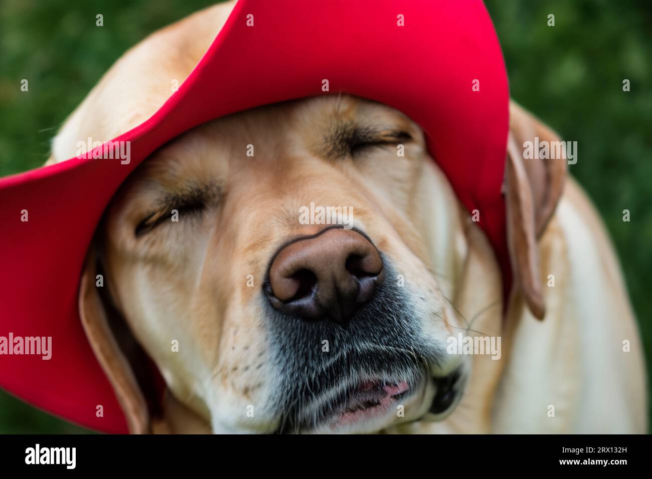 portrait of labrador dog with cap on his head Stock Photo Alamy