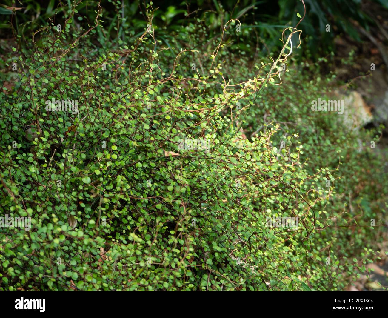 Maidenhair or Creeping Wire Vine small green leaves climbing and ...