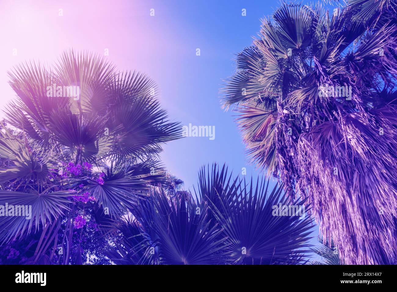 Palm trees against the blue sky Stock Photo