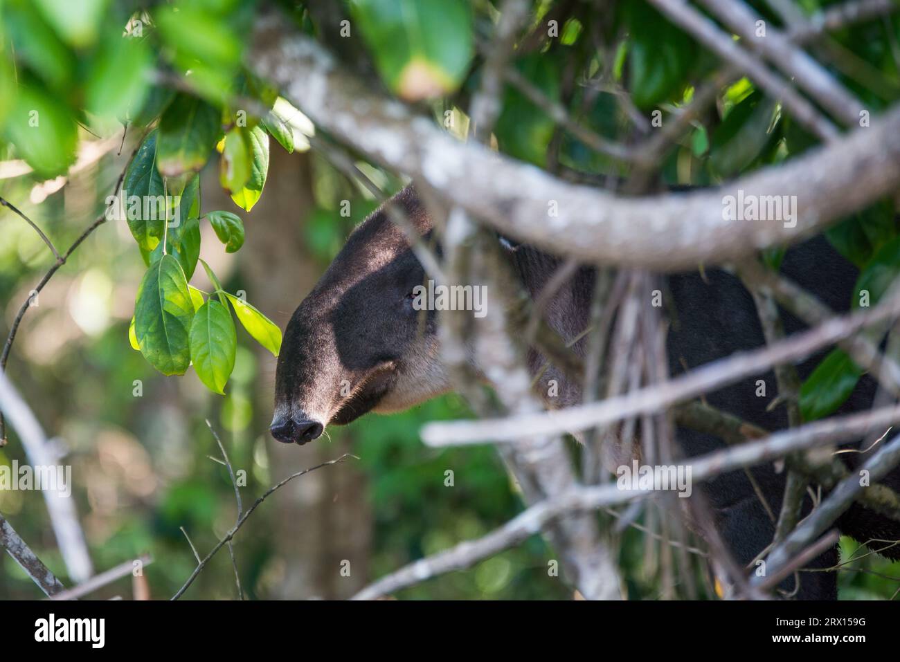 Costa Rica a wild Tapir at the beach near the jungle in Corcovado, vacation latin america rainforest Stock Photo