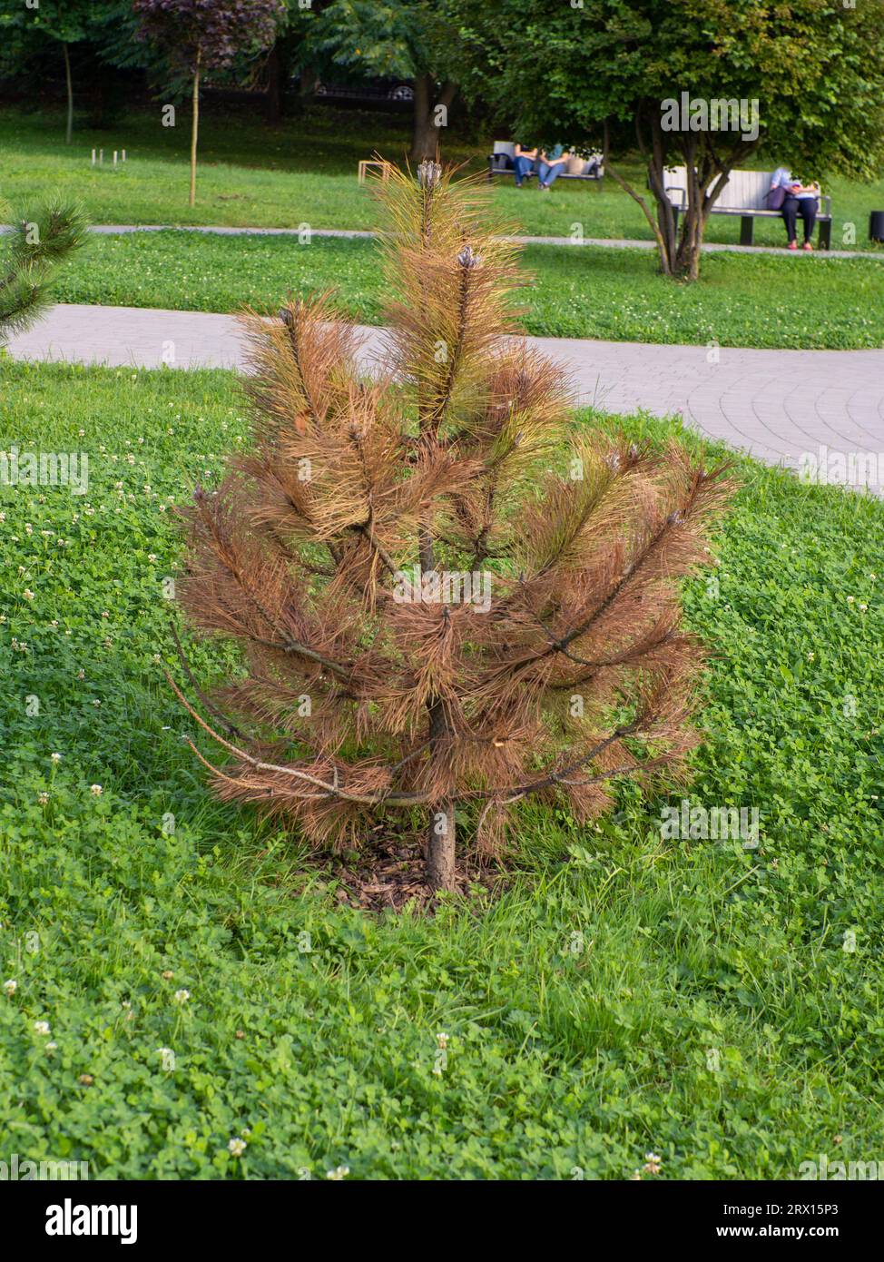Coniferous tree with dried branches. Pinus nigra problems and disease. Black pine, Austrian pine tree is drying up, turning yellow and brown. Stock Photo