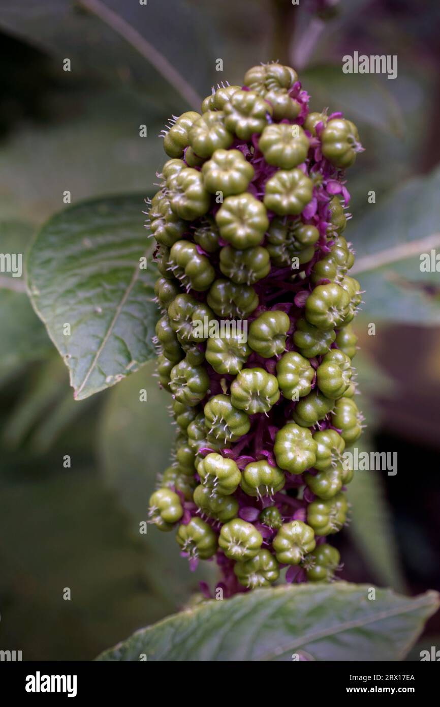 chinese pokeweed (phytolacca acinosa) (phytolacca esculenta) (phytolacca polyandra) Stock Photo