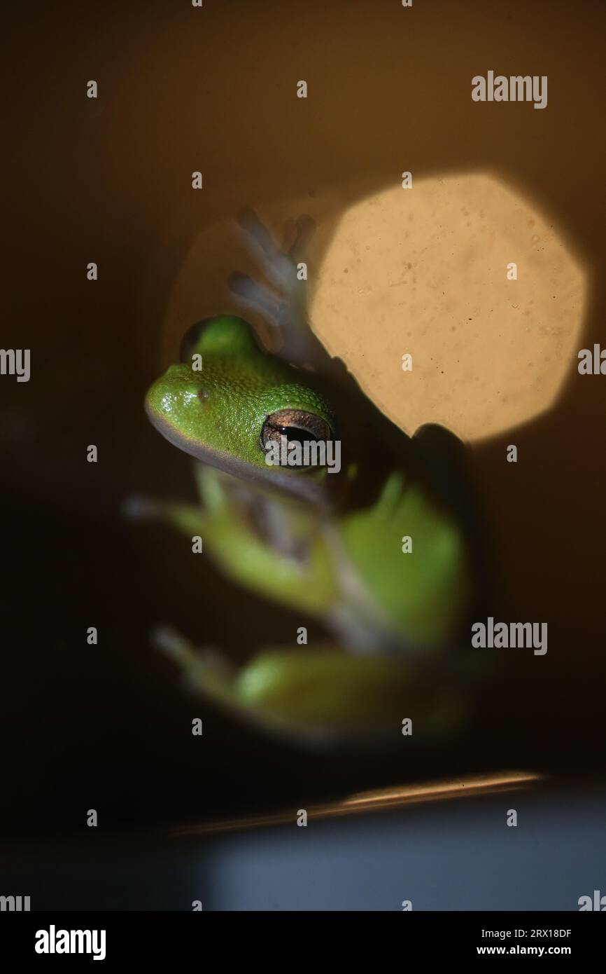 Cary, North Carolina, USA. 22nd Sep, 2023. An American green tree frog