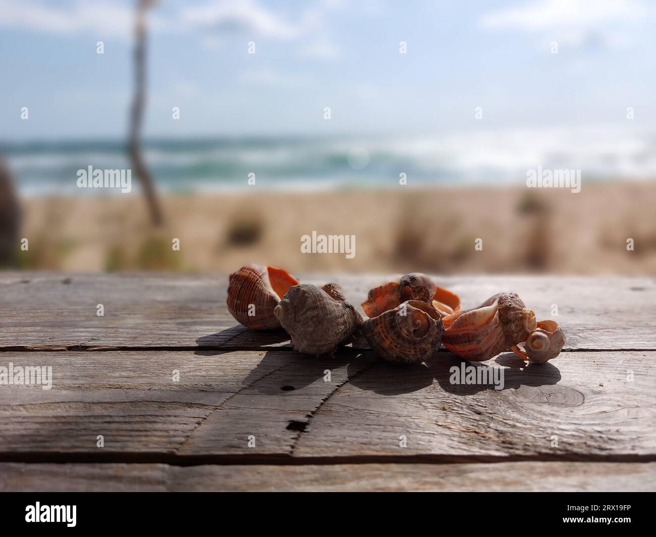 Collection of sea snails on a wooden table on a beach. Sea in the background Stock Photo