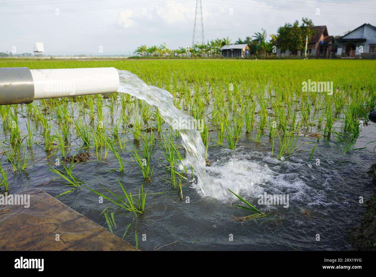 Wheat plants are being irrigated by water jet. Irrigation of rice