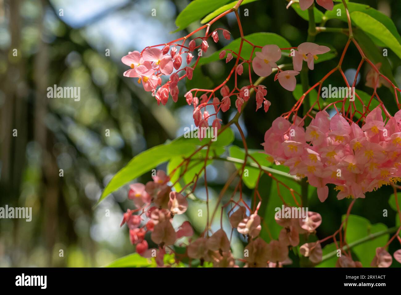 Colorful flowers in the garden and in nature. Stock Photo