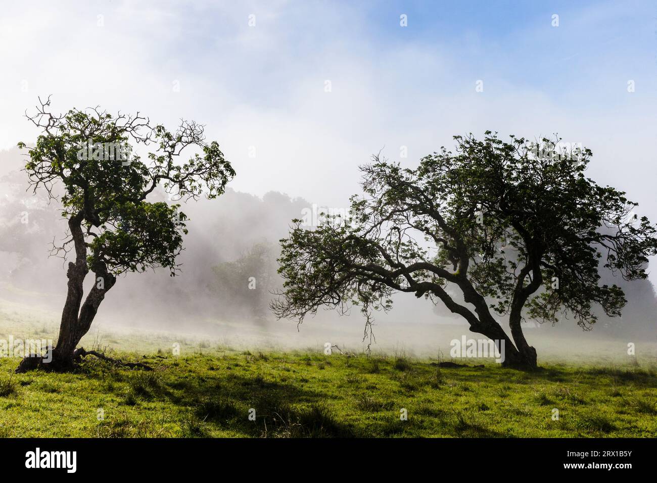 Oak trees and grassland of Olompali State Historic Park, Novato