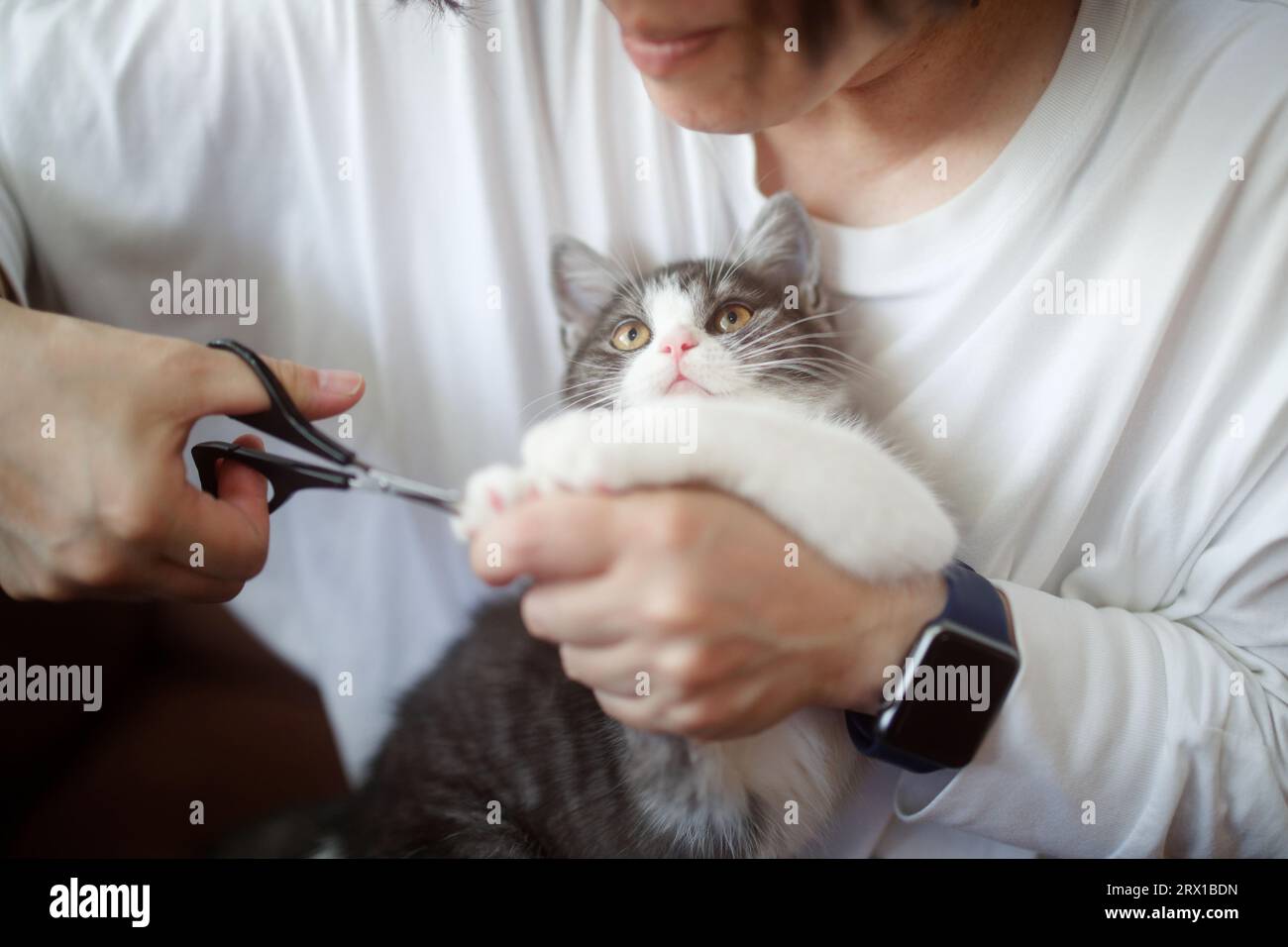 How do cats feel about having their nails clipped? What is the best way to  trim a cat's nails without them noticing or getting upset? - Quora