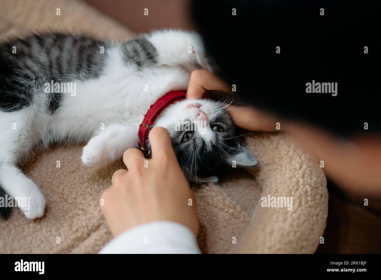 Owner Addoring Cat Cat and Owner Stock Photo - Alamy