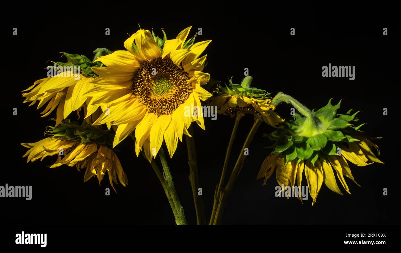 Yellow Sunflower on the dark background Stock Photo