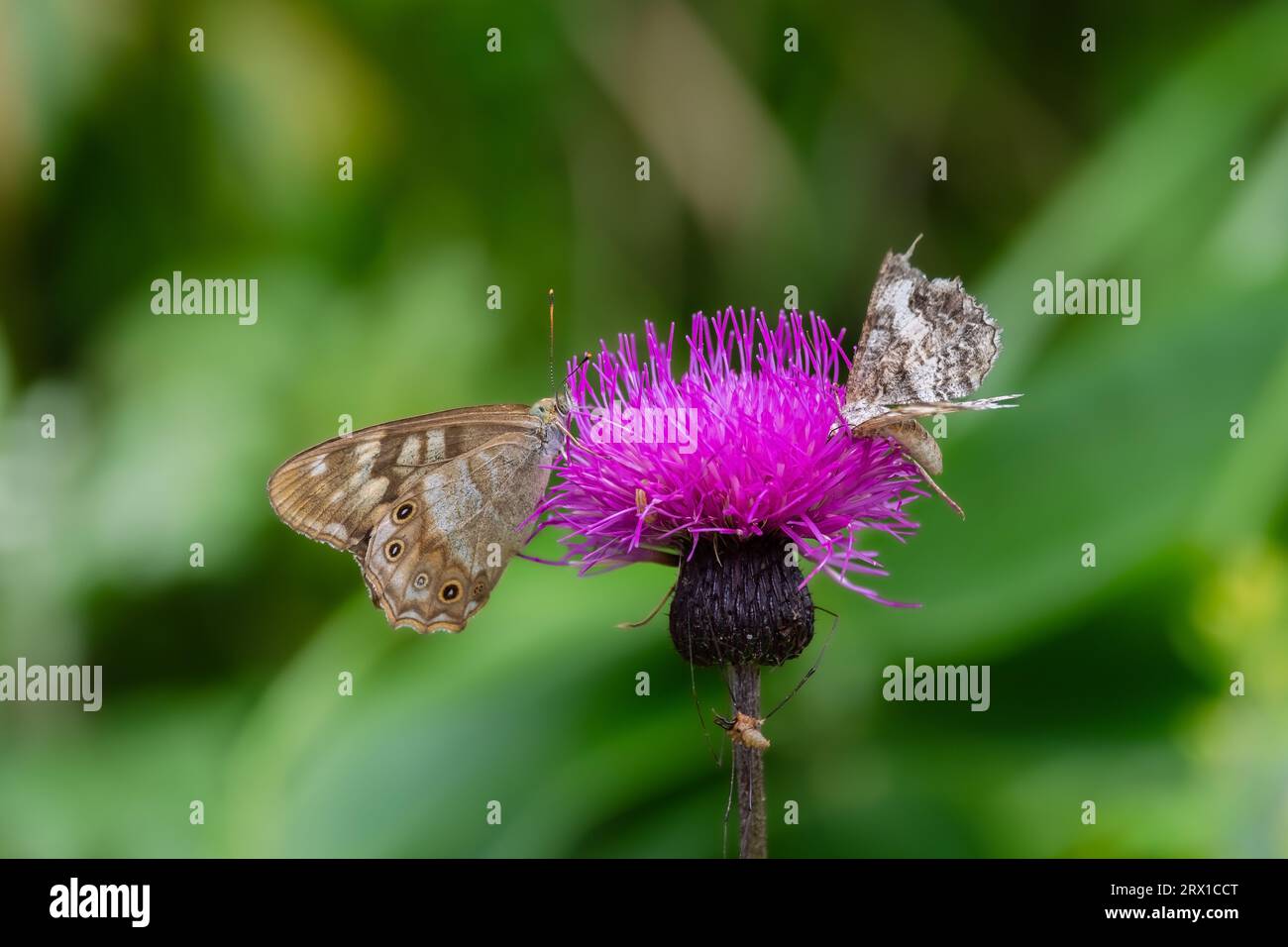 Zophoessa callipteris and Moth Stock Photo