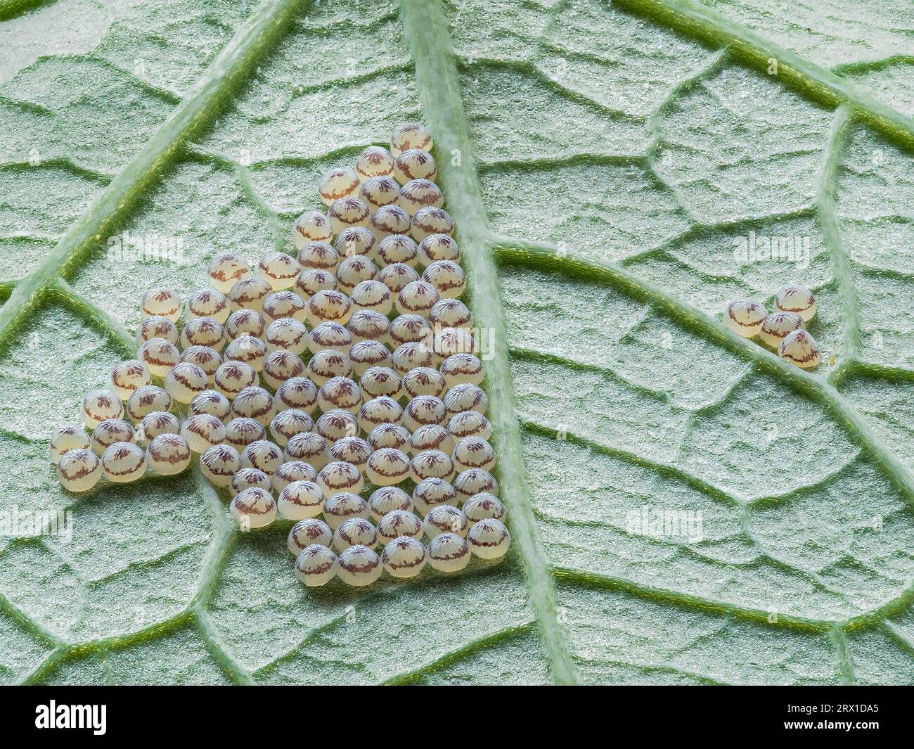 Egg of Cabbage moth Stock Photo Alamy