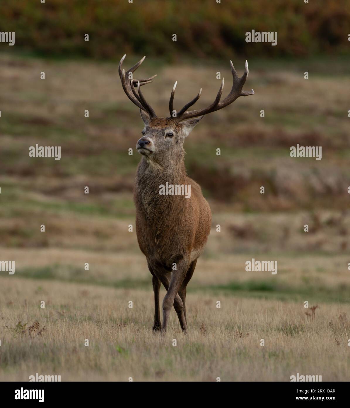 Red Randy Deer LEICESTERSHIRE, UK: A RANDY male red deer was spotted attempting to woo ...