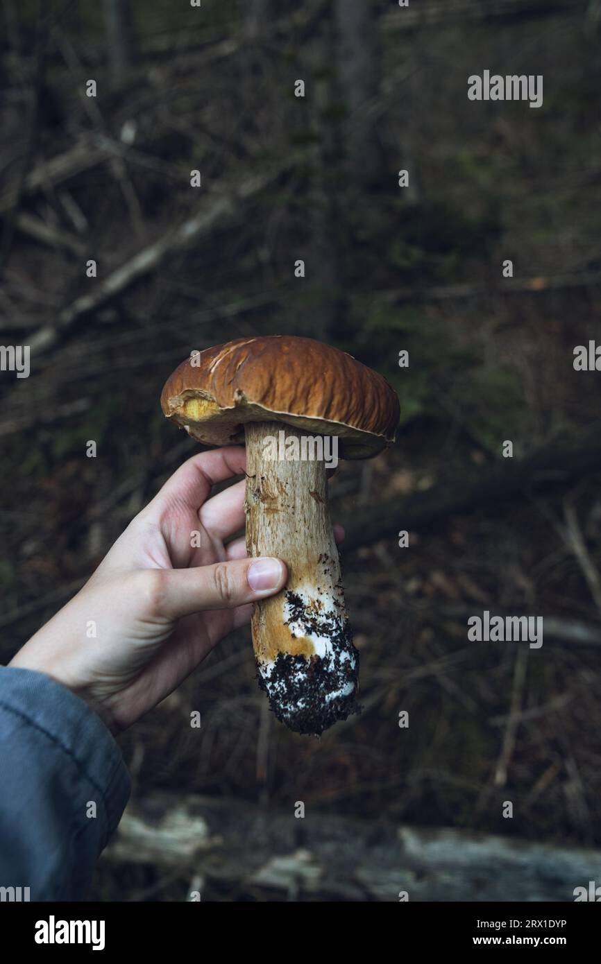 Big white mushroom in hands Stock Photo