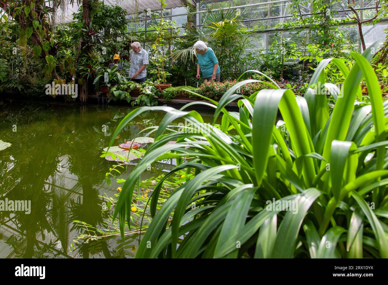 Botanischer Garten in Dresden, Regenwaldhaus mit Tropenpflanzen Stock