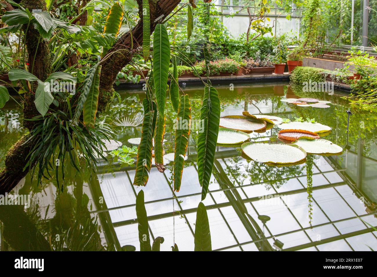 Botanischer Garten in Dresden, Regenwaldhaus mit Tropenpflanzen Stock