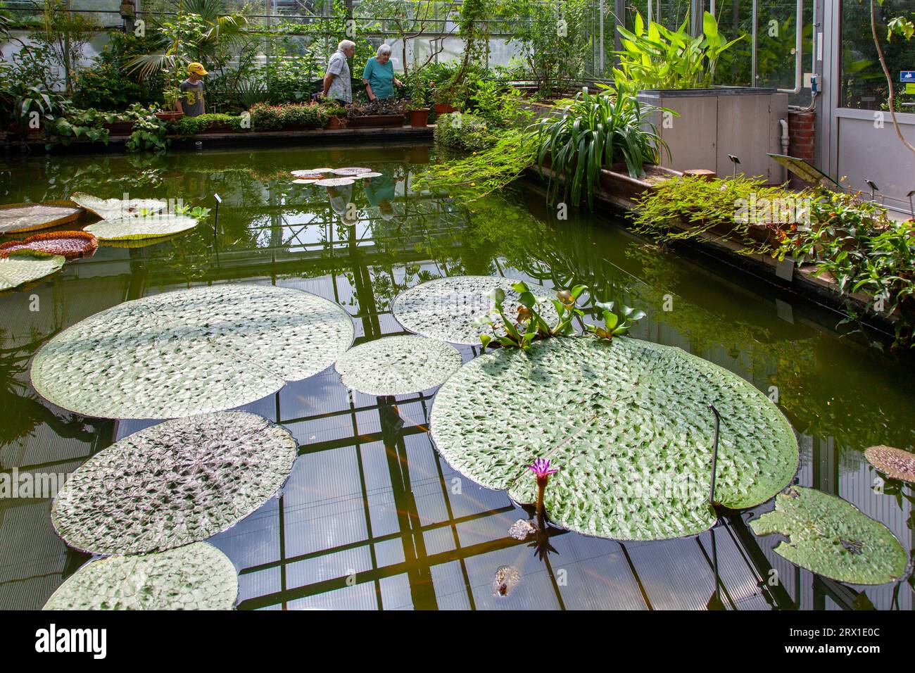 Botanischer Garten in Dresden, Regenwaldhaus mit Tropenpflanzen Stock