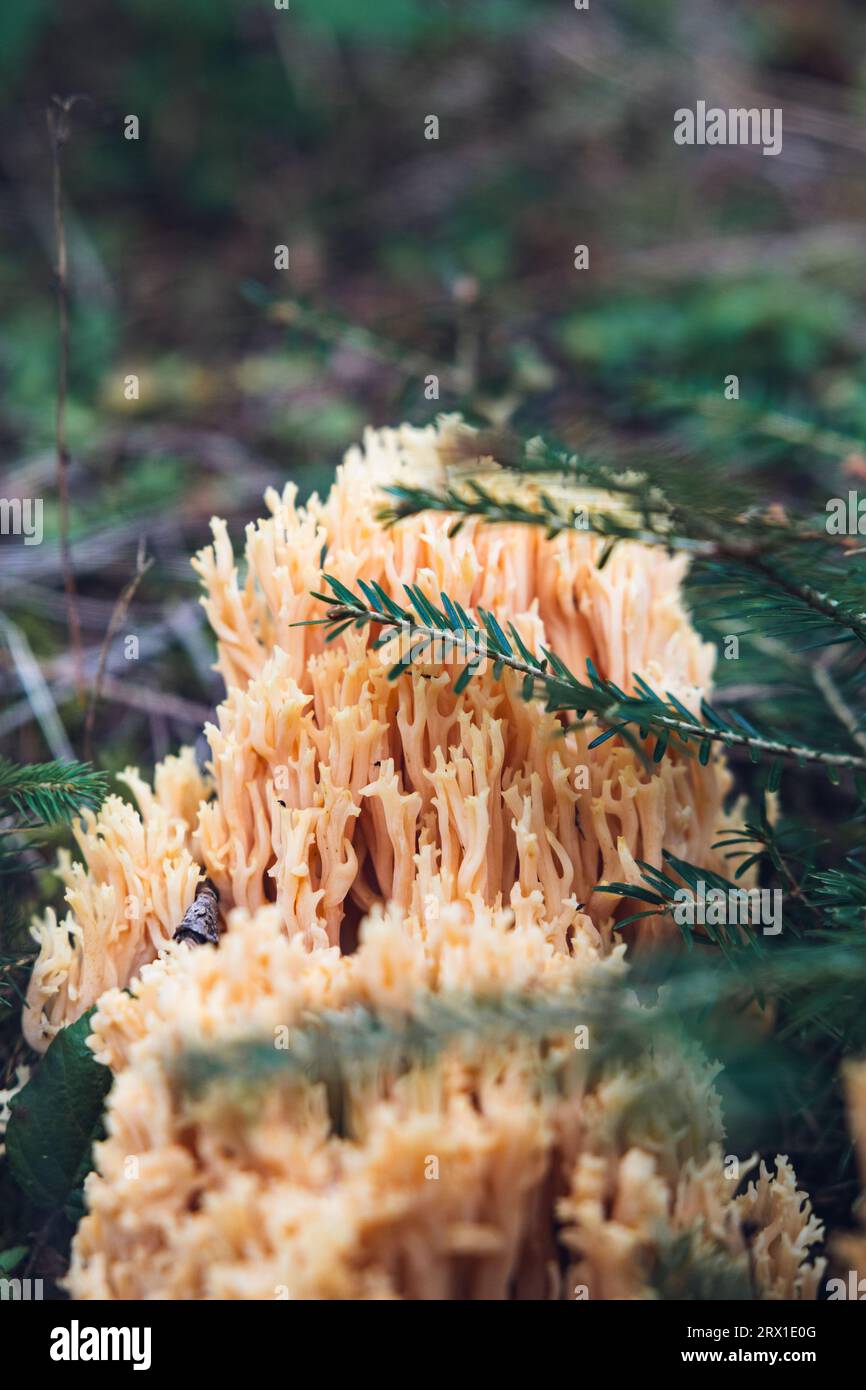 Ramaria formosa, yellow-tipped coral fungus Stock Photo