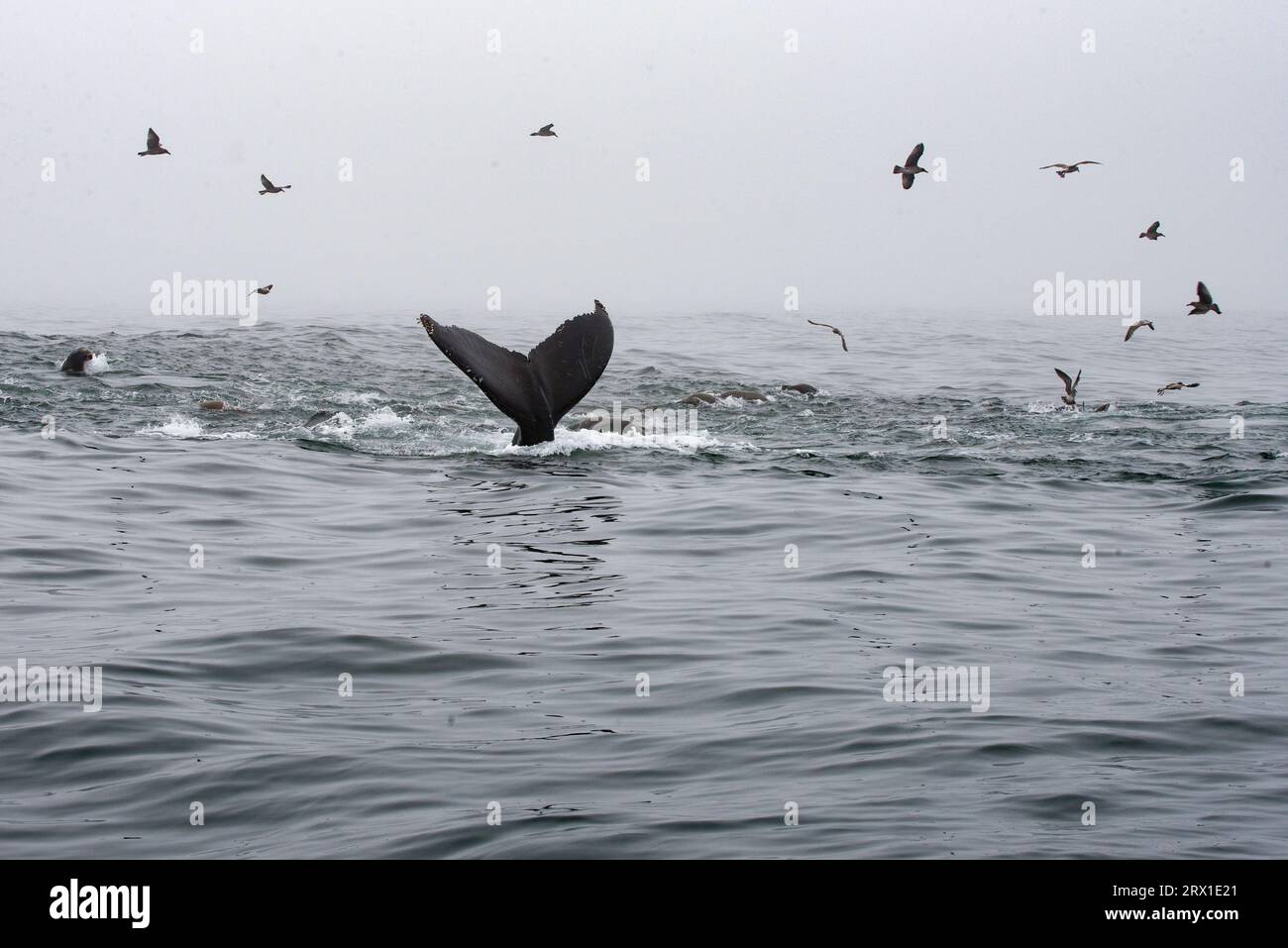 Photo whale hi-res stock photography and images - Alamy
