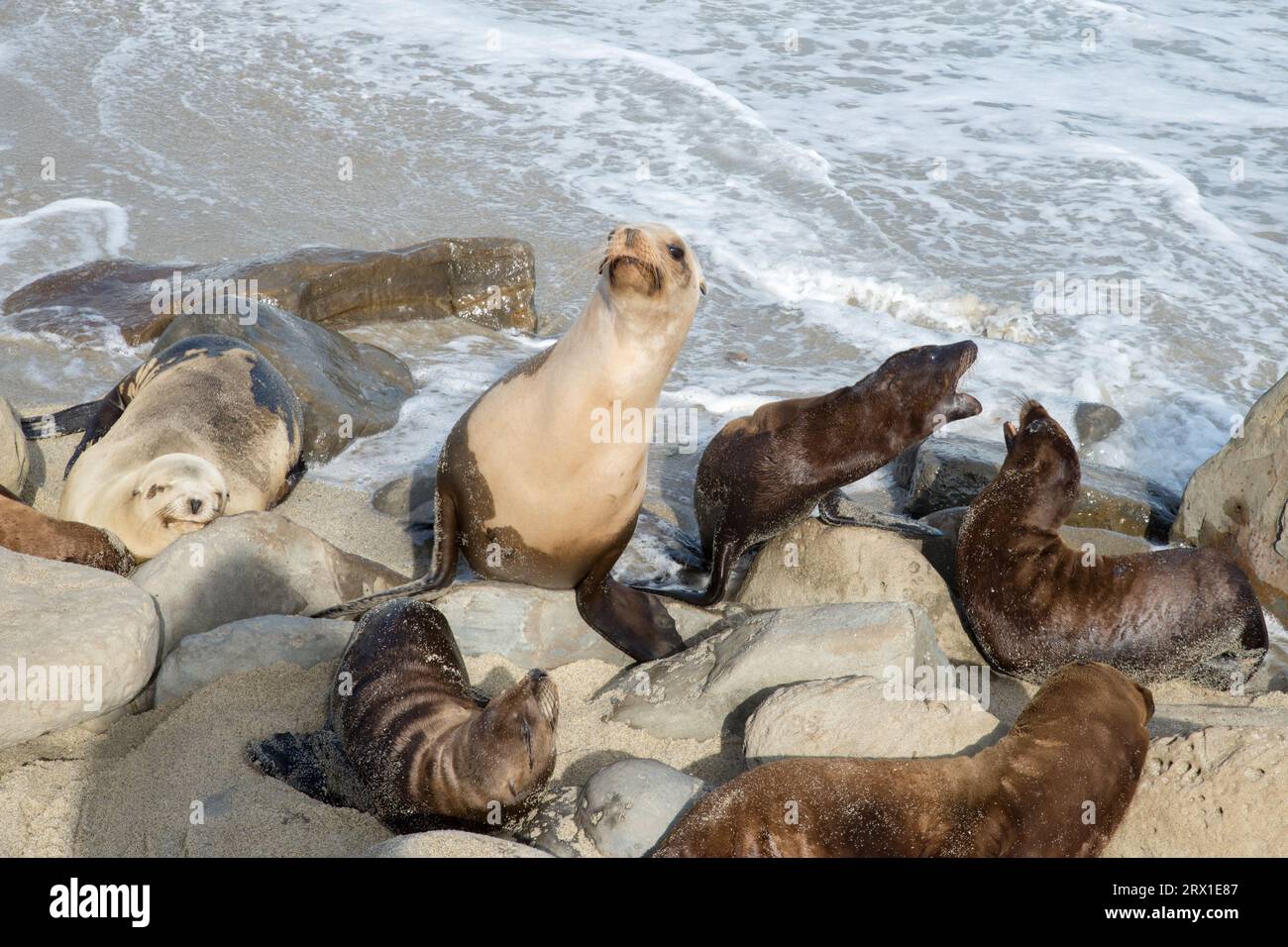 USA California San Diego seals chilling at the beach Stock Photo - Alamy
