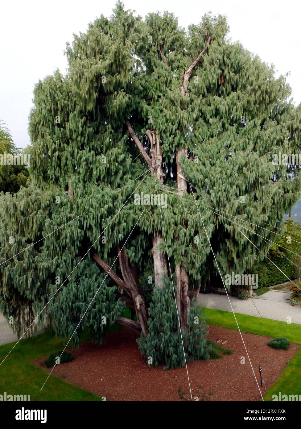 View of Cupressus cashmeriana, Isola Bella, Stresa.,Italy Stock Photo