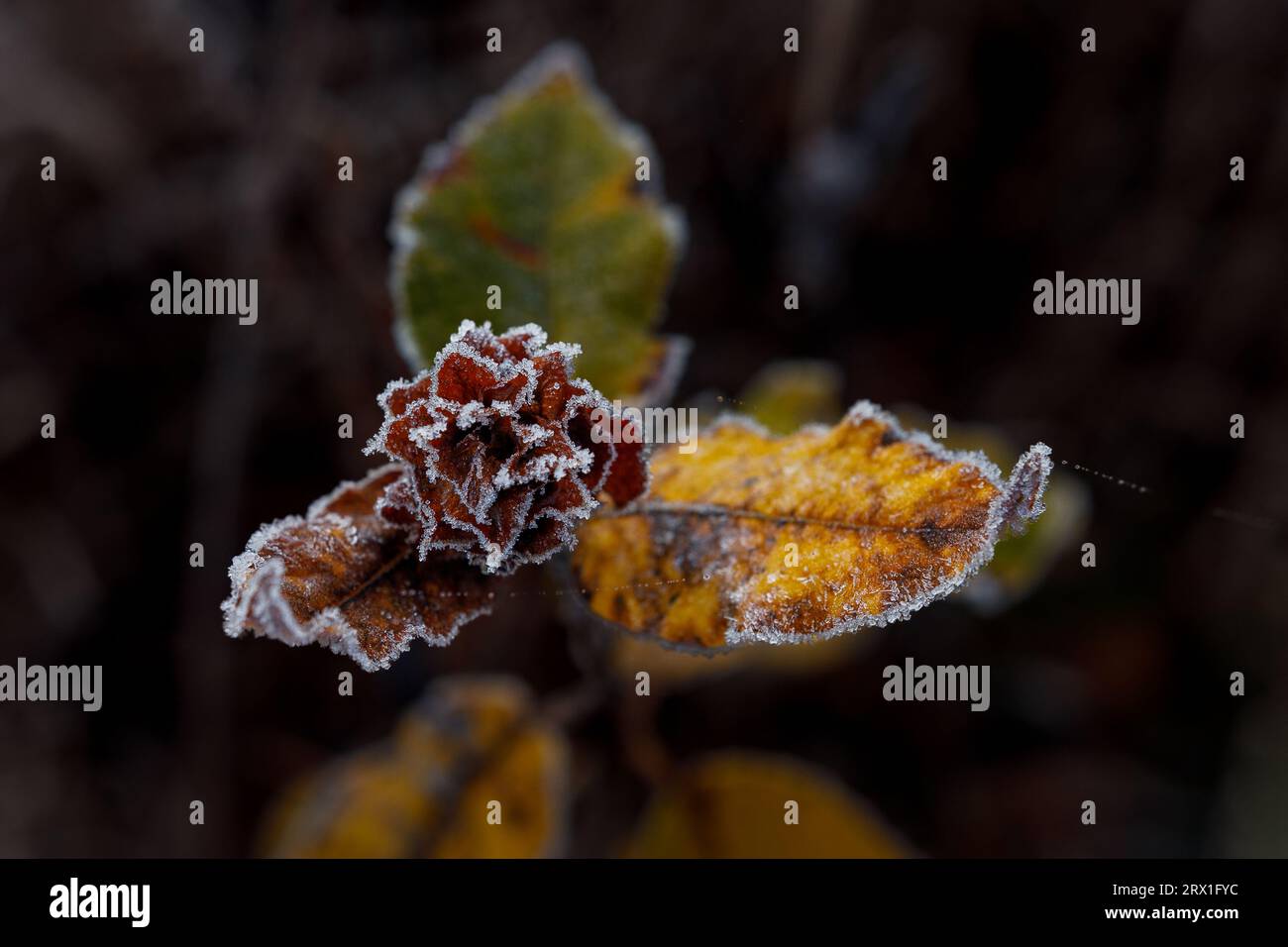 Willow Rose Encrusted with Frost Stock Photo Alamy